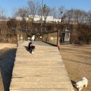 2월 셋째주 호두호랑 일상 계양꽃마루 반려견놀이터 후기
