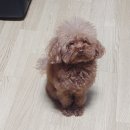 더폼나개