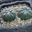 우각농장 이미지