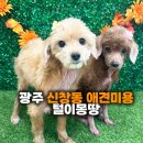 몽땅만두 - 강남구 양재대로53길 13 | 광주 신창동 애견미용 털이몽땅 – 노을이 & 만두 위생목욕, 스파 케어 후기