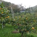 안골농장 이미지