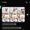 모여라 댕댕 이미지