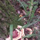 아카시아 재목버섯 이미지