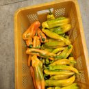 뒤뜰농장 이미지