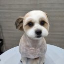 쁘니댕댕 | 대전 둔산동 옆 정림동 애견미용실 댕댕그루밍에서 알머리컷으로 미모 뿜뿜 믹스견 친구 소개해요!