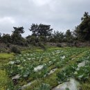 성산국민체육센터 주경기장 | [제주도 토지매매] 성산체육센터 주경기장 인근, 일주동로 접, 성산항 출입도로 접, 제2공항 수혜지역