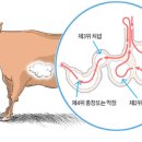 막창엔곱창 이미지
