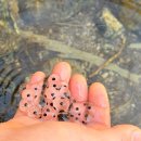 힐링산책코스 | 인제 내린천 무장애나눔길 지금 가야 해 봄 산책 코스 힐링 후기