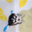 바른 애견 이미지