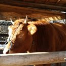 참나무쟁이 이미지