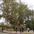 삭개오와뽕나무 이미지