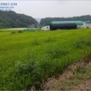 시드니법원경매