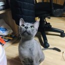 그루밍 스튜디오 이미지