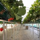 엠마누엘농장 이미지