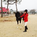 국립축산과학원 난지축산연구소 동물병원 | 한국형승마 한라말 제주에서 전국최초 전북승마체육발전 기쁜소식 소프라승마클럽에 오다