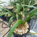 금상첨화 이미지