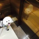 비알앤오 이미지