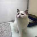 냥이는꿀꿀 이미지