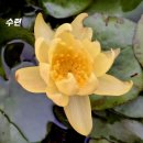 꽃천