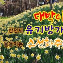 수선화 대박이다 👍 유기방가옥 수선화축제 온천지를 노랑물감 그리고 있네요 이미지