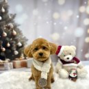 끌레르독 이미지