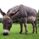 로시난테 이미지