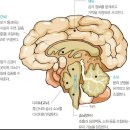 신경계와 기경팔맥 이미지