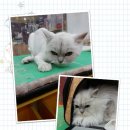 펫피아 애견 미용실 이미지