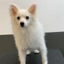 킹프림 애견샵 이미지