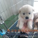가래울 이미지