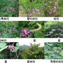 민간요법 - 싸리나무(Lespedeza bicolor Turcz/싸리나무순)의 효능 이미지