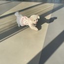 꽃피는견생 인천애견유치원 이미지