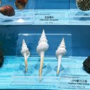 은빛물고기 | 아이랑 속초 여름 여행코스｜은빛바다 맛집+고성 아쿠아리움 화진포해양박물관 알찬 반나절!