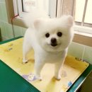 누렁이도 찰스로 이미지