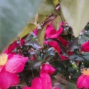 북항노을공원 이미지