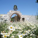 팜카밀레 이미지