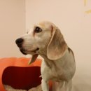 애견천사들 이미지