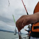 노을쭈꾸미 이미지