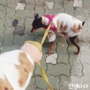 태평역 동물병원 이미지