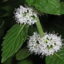 허브사랑 이미지