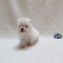 공주나라 이미지