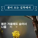 봄이오는길목 이미지