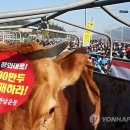 한우 이미지