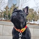 단무지(DanMuJI) 이미지