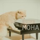 모하(Moha)