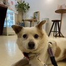 카페소안 문화촌점 이미지