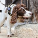 한국특수탐지견센터 이미지