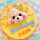 펫스튜리(petschurri) 이미지