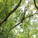 영풍 단촌리 느티나무 이미지