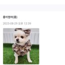 허쉬퍼피 | ♡허쉬퍼피 고객님들의 후기♡